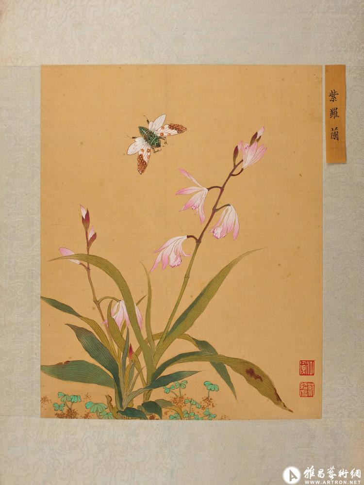 紫罗兰