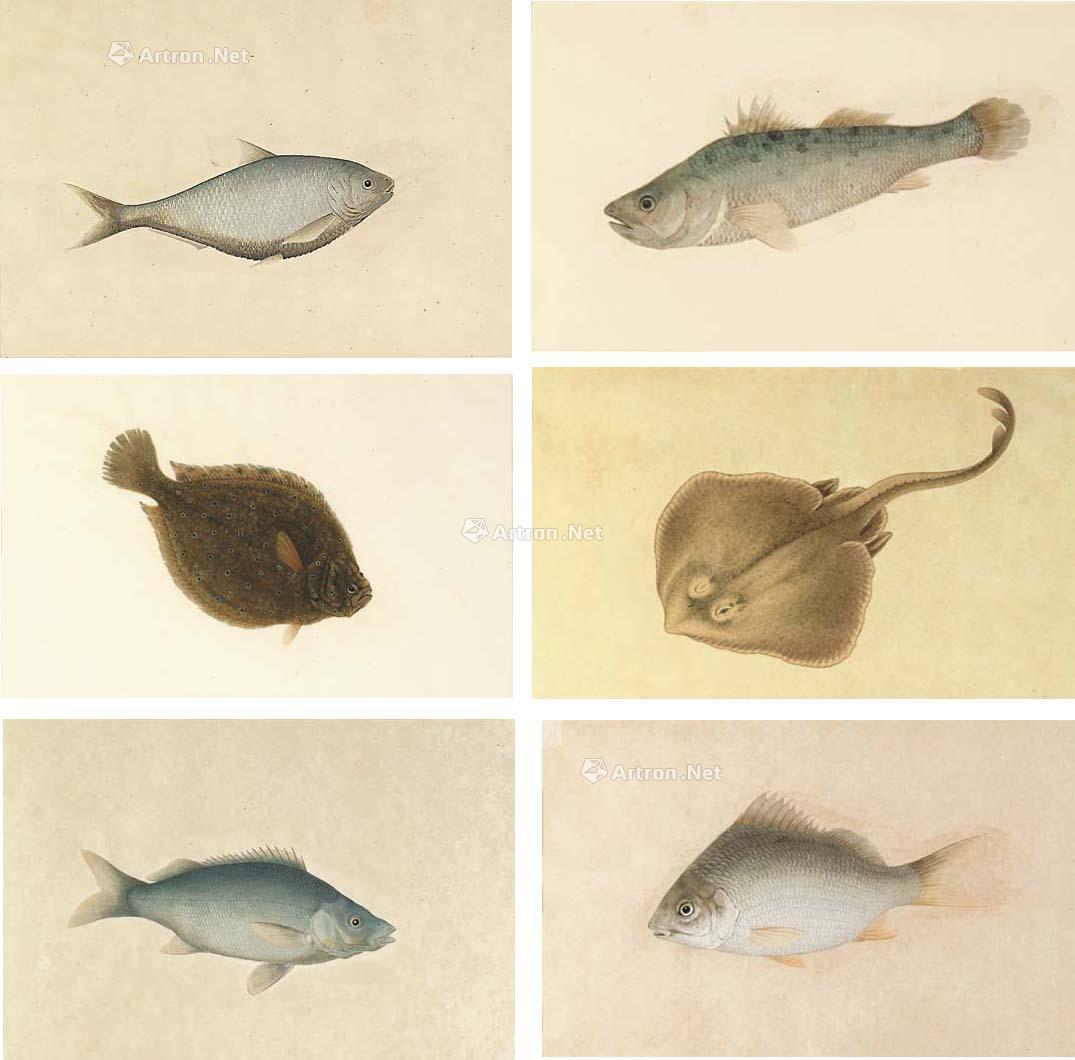 0196 19世纪 sixteen studies of fish, including skate, perch, cat