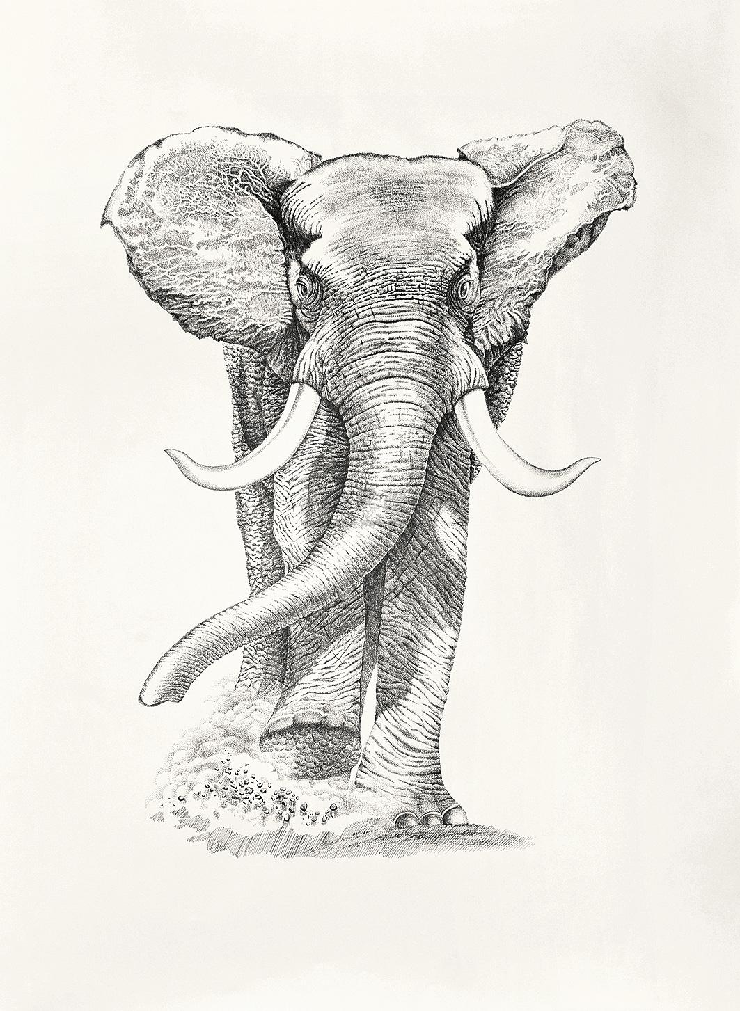 0565大象钢笔素描