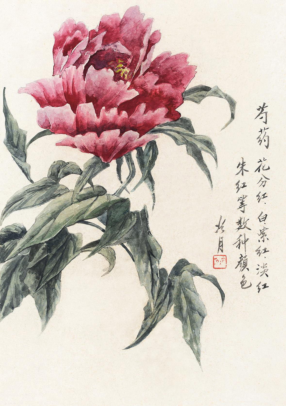 3040芍药水彩纸本