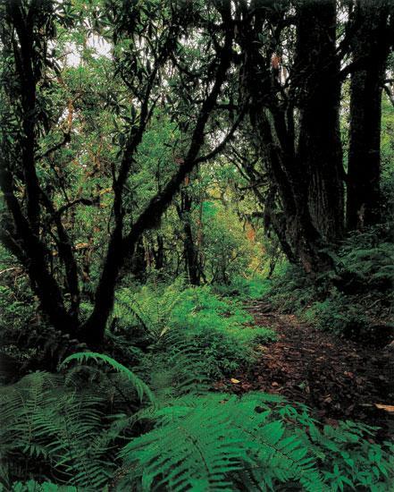 吕玲珑作品：雨林深处的蕨草