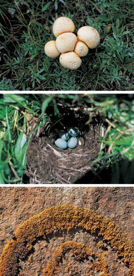 吕玲珑作品：石渠白菌、鸟蛋、天然岩画