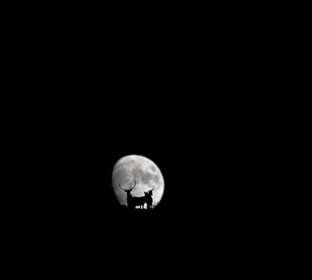 吕玲珑作品：月亮与神鹿