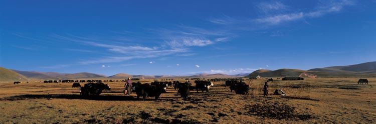 扎溪卡草原的牦牛