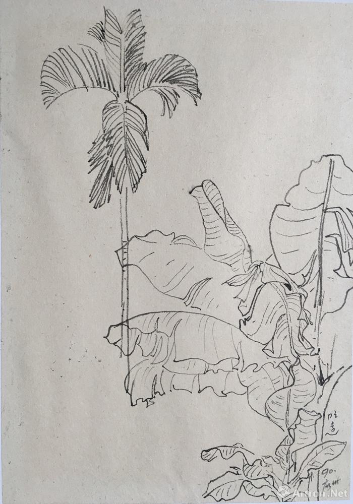 芭蕉树怎么画线描图片