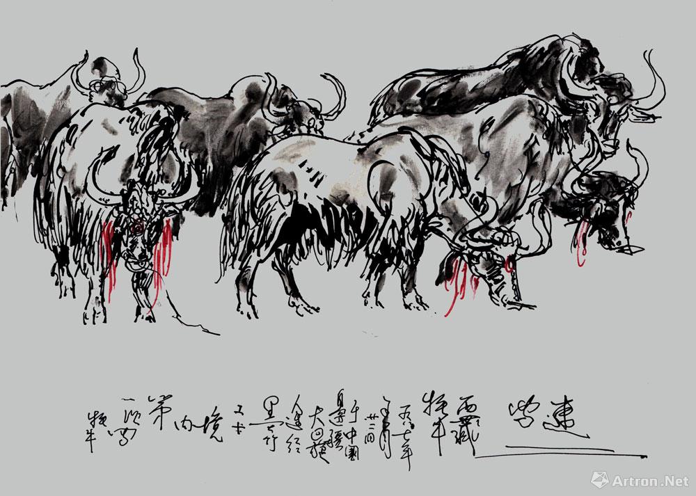 春耕季节的西藏牦牛