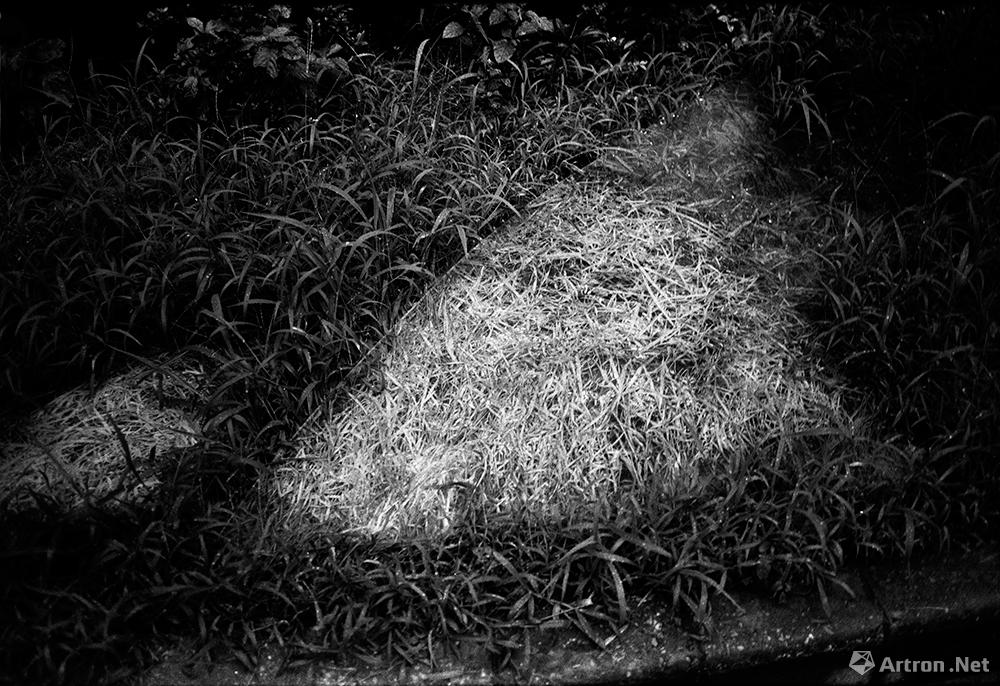 唐浩武作品：2004年玻璃下的草无锡