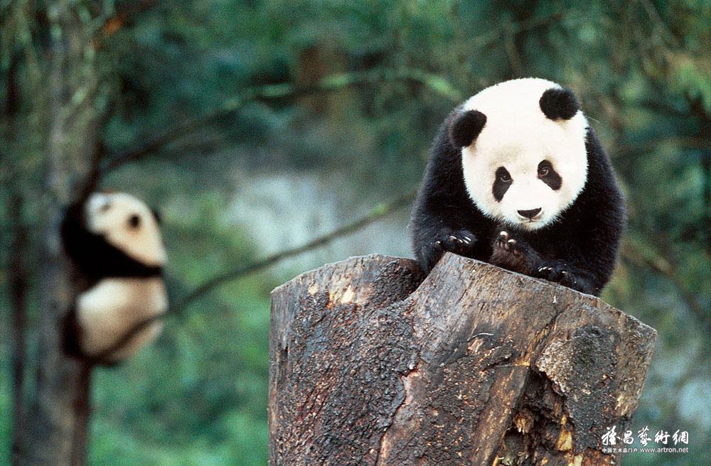 罗小韵作品：未成年的大熊猫练习爬树