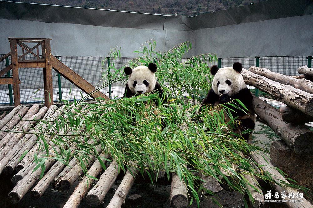 罗小韵作品：卧龙的大熊猫被安置在“熊猫板房”