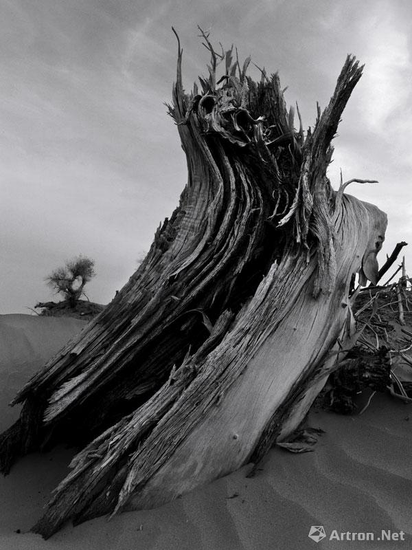 王汉冰作品：《大漠胡杨》黑白摄影作品精选 11