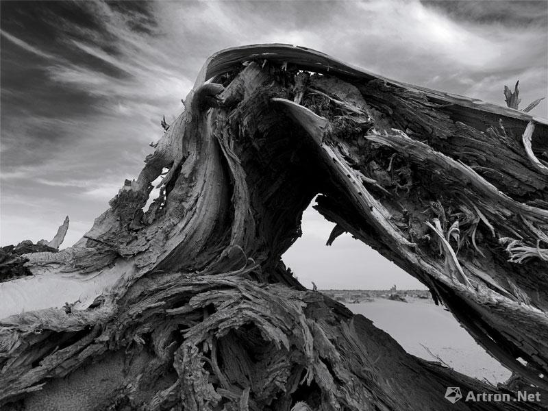 王汉冰作品：《大漠胡杨》黑白摄影作品精选 15