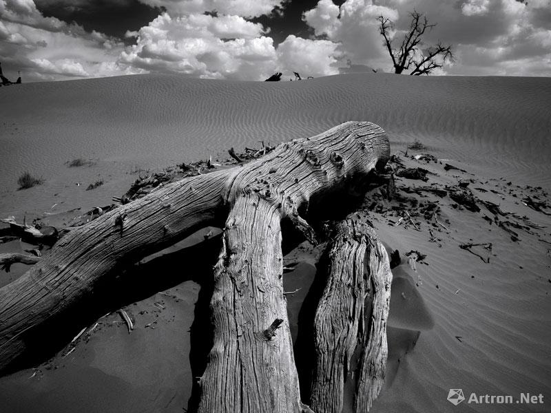 王汉冰作品：《大漠胡杨》黑白摄影作品精选 16