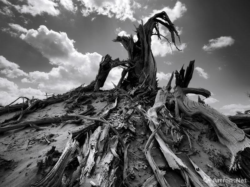 王汉冰作品：《大漠胡杨》黑白摄影作品精选 20