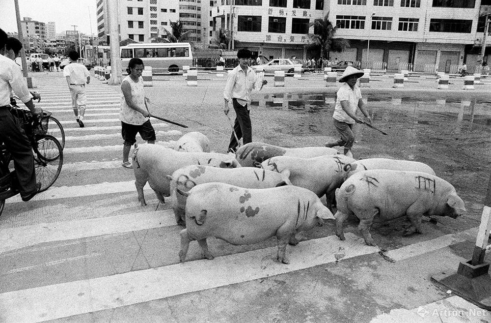 黄一鸣作品：1995年,海口市街头过斑马线的猪群。