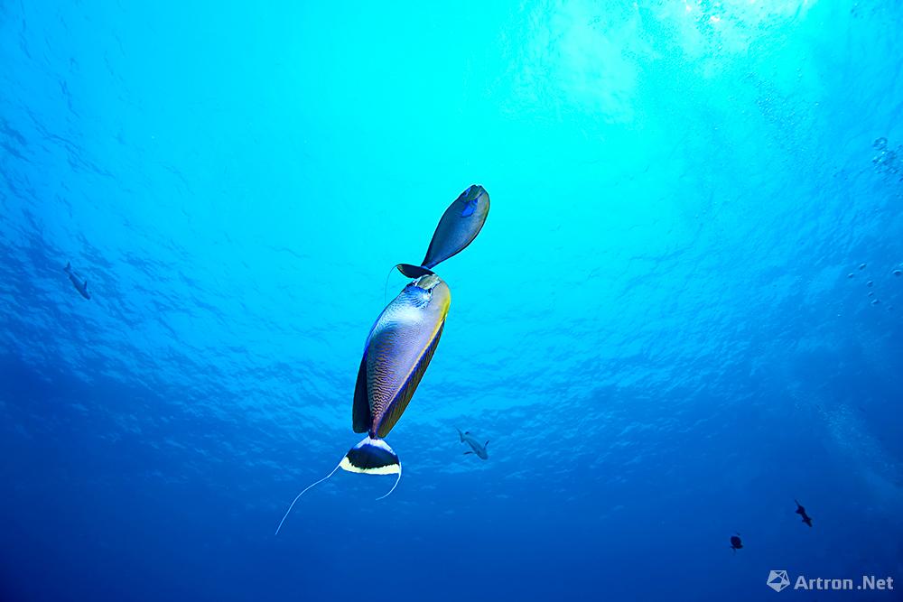 谢墨作品：《吊鱼》 2009年 帛琉