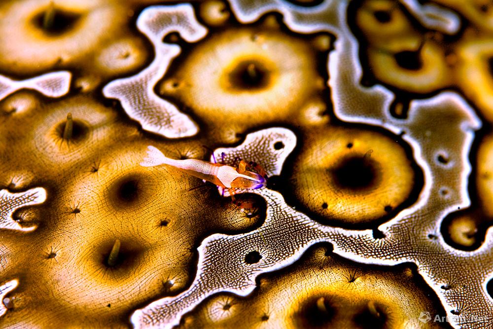 谢墨作品：《大海参上的帝王虾》 2007年 印尼Wakatobi