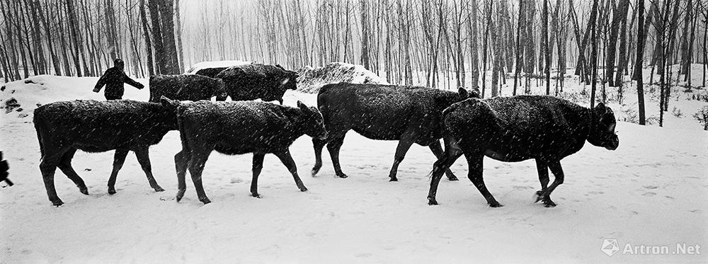 王立力作品：河南省洛宁县,村民冒着大雪赶着牛群回家