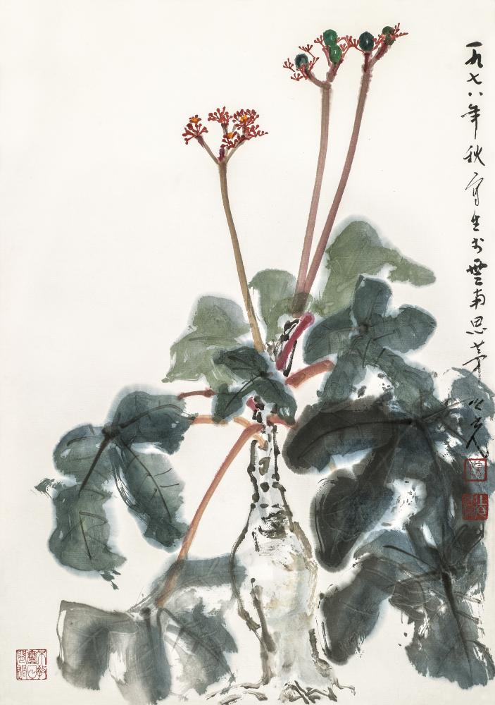 佛肚花