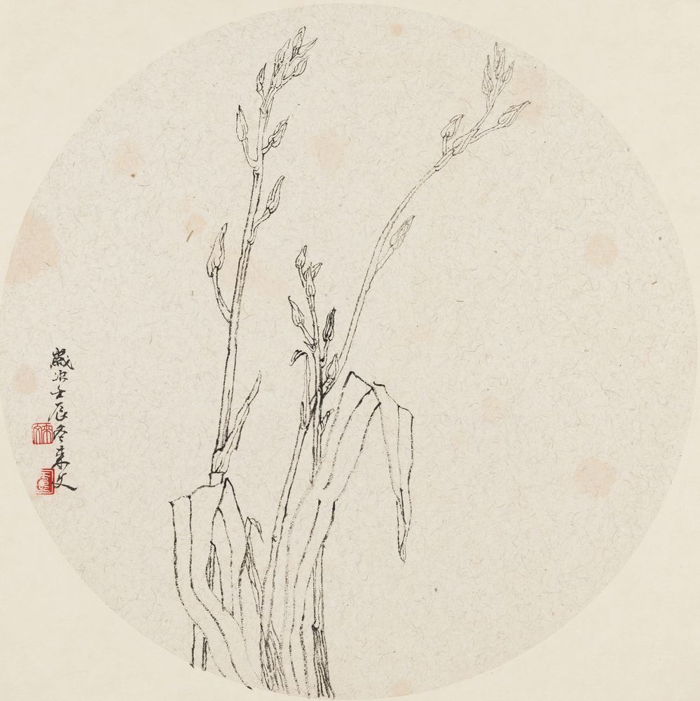 兰花（1）