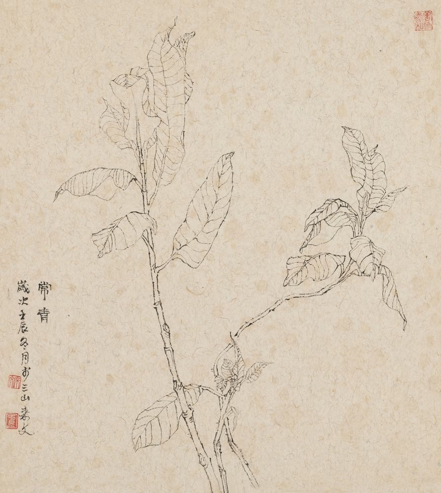 常青