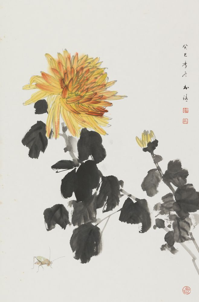虫菊图