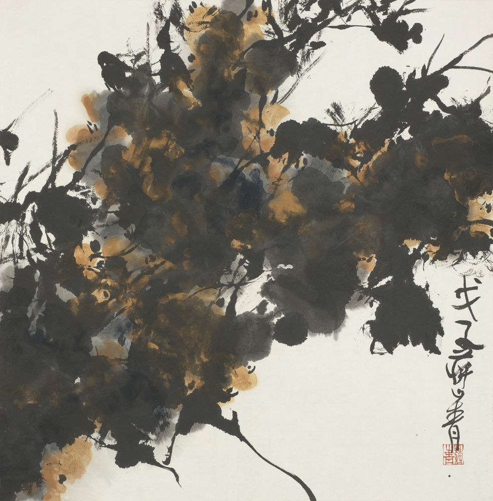 大花迎春