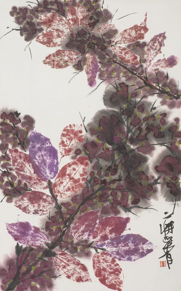 丛菅