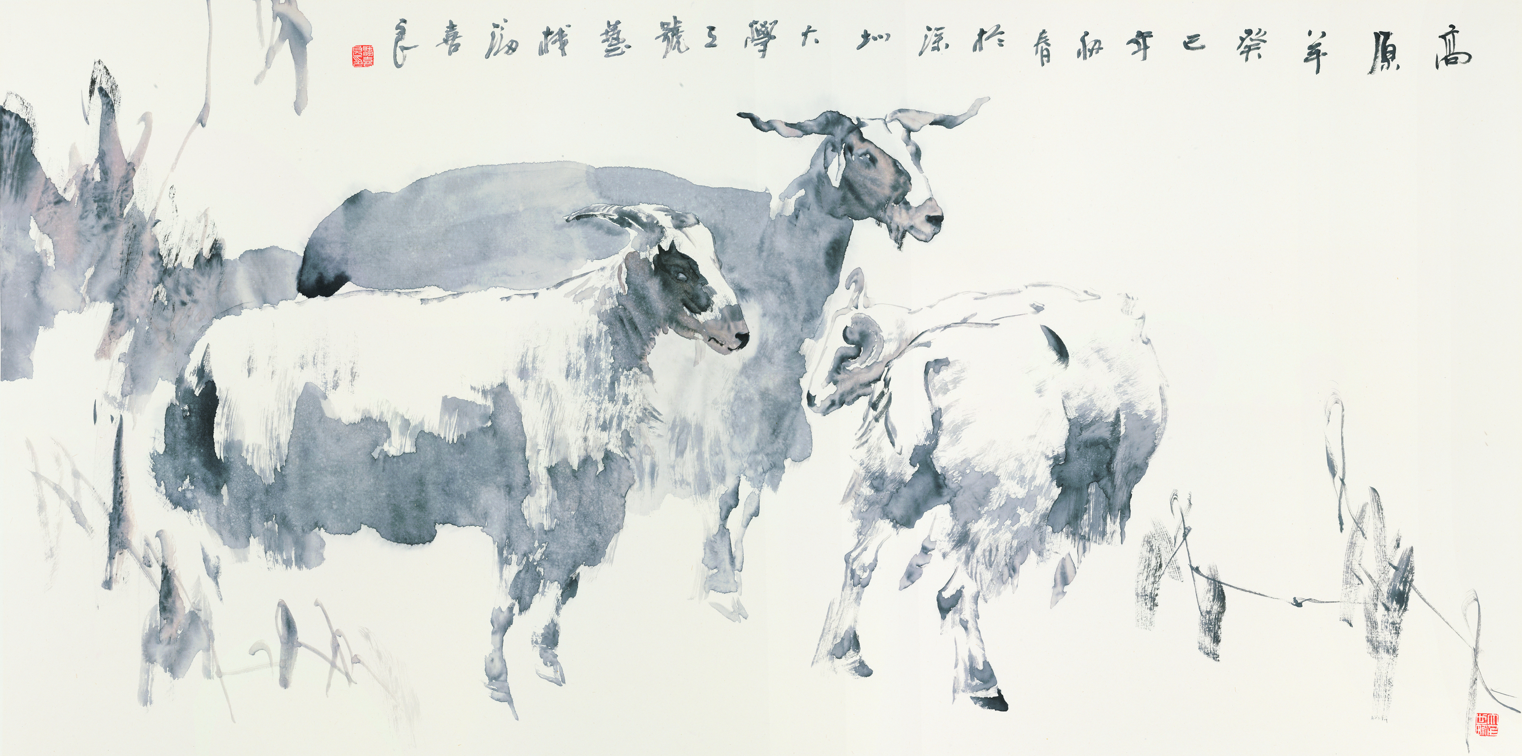 高原羊