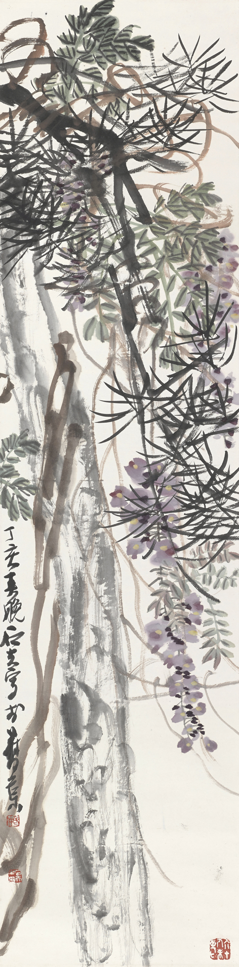 松树紫藤