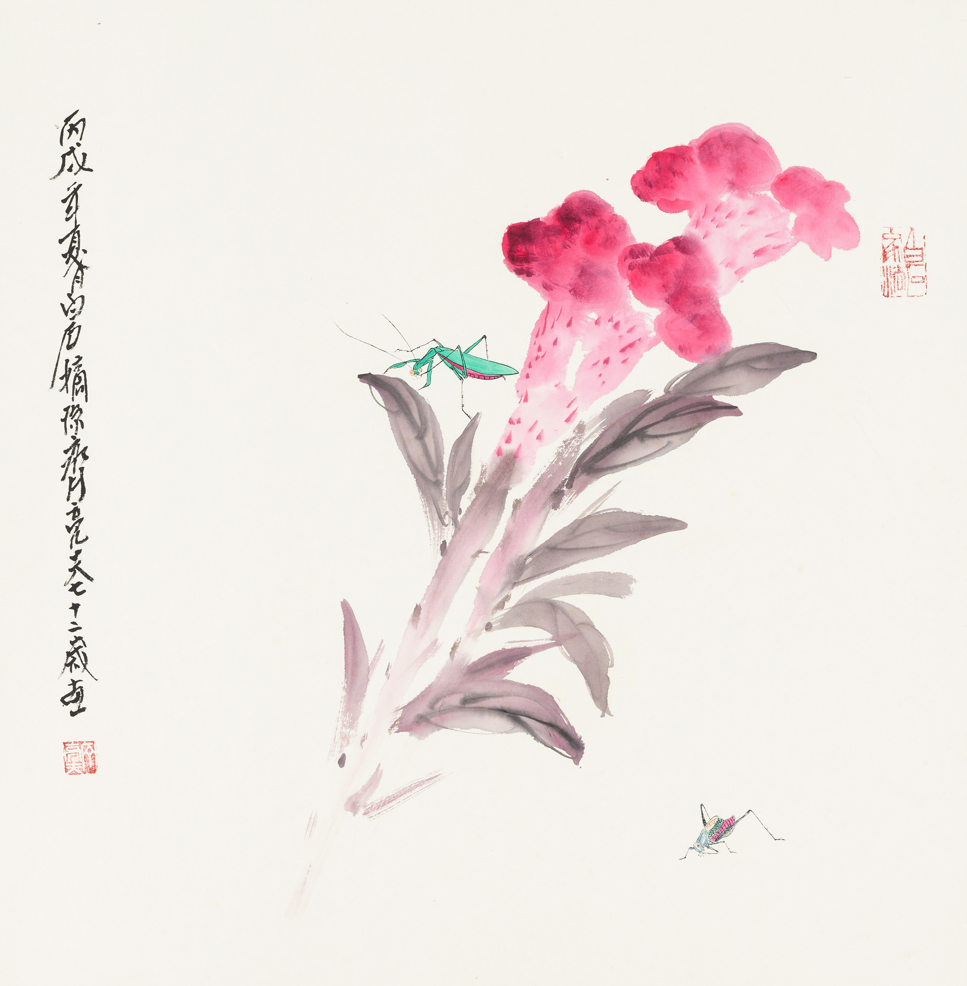 鸡冠花QLF·140