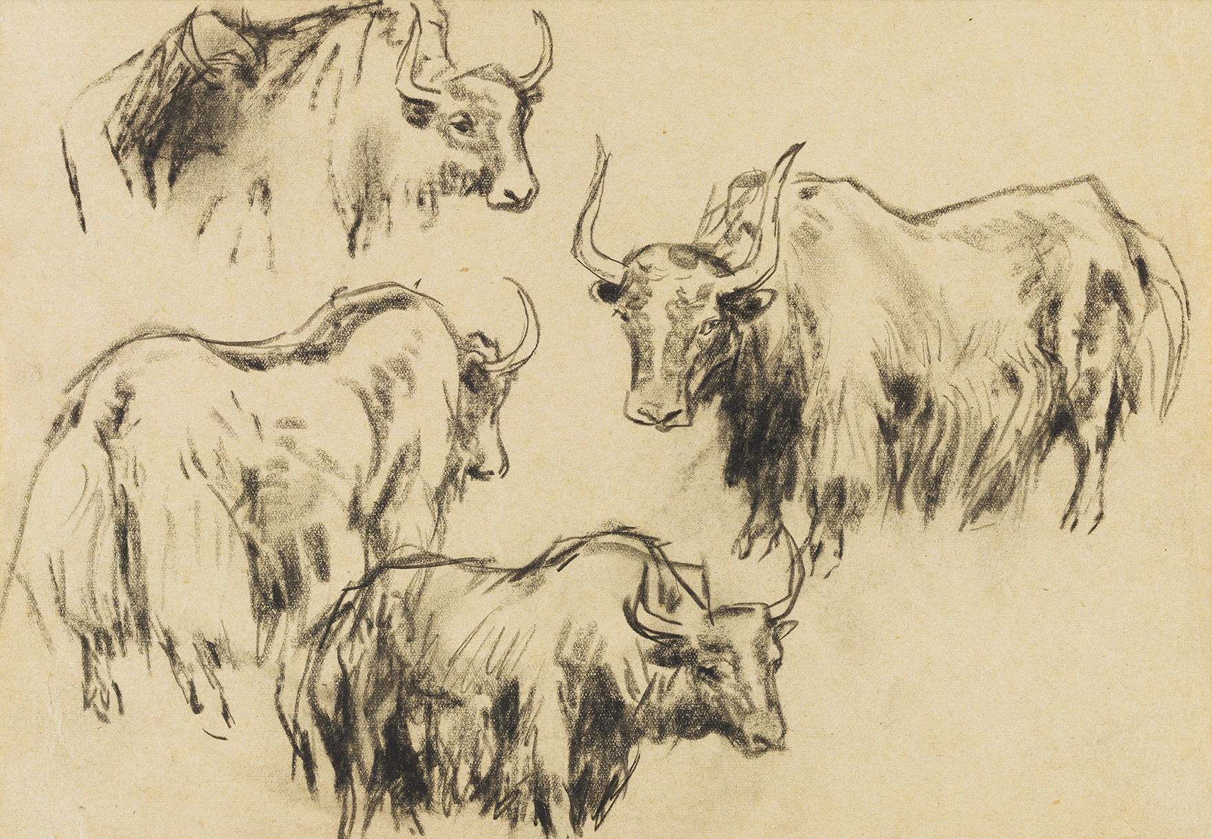 擅长画牦牛的画家图片