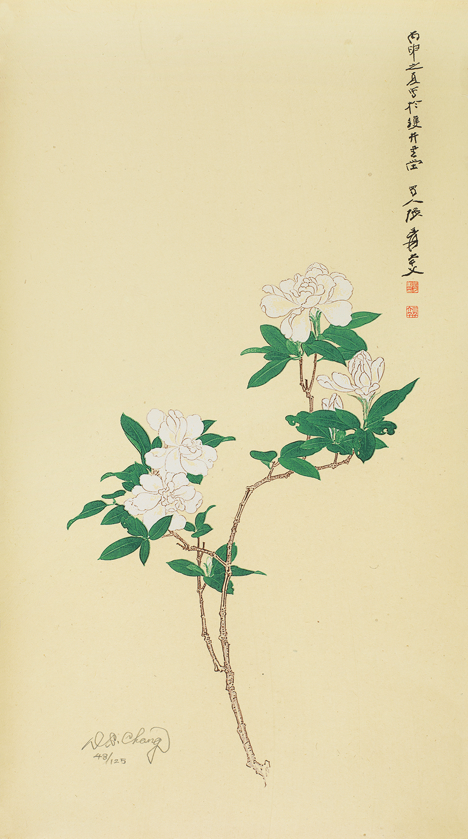 栀子花开48/125