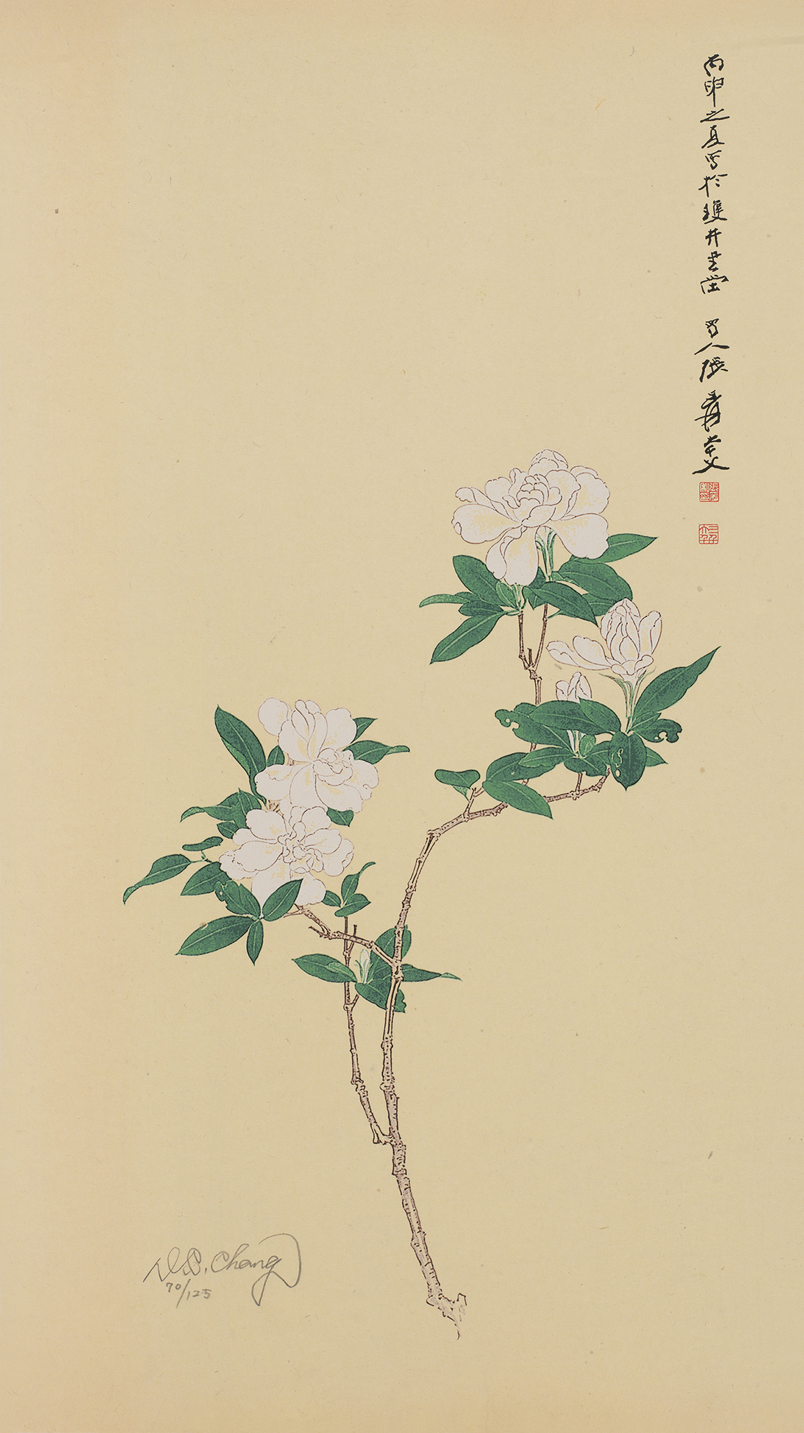 栀子花开70/125