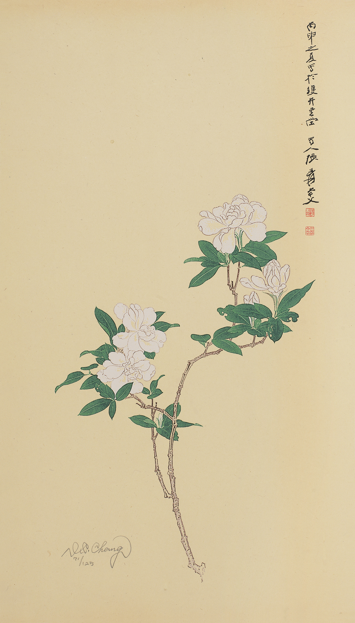 栀子花开71/125