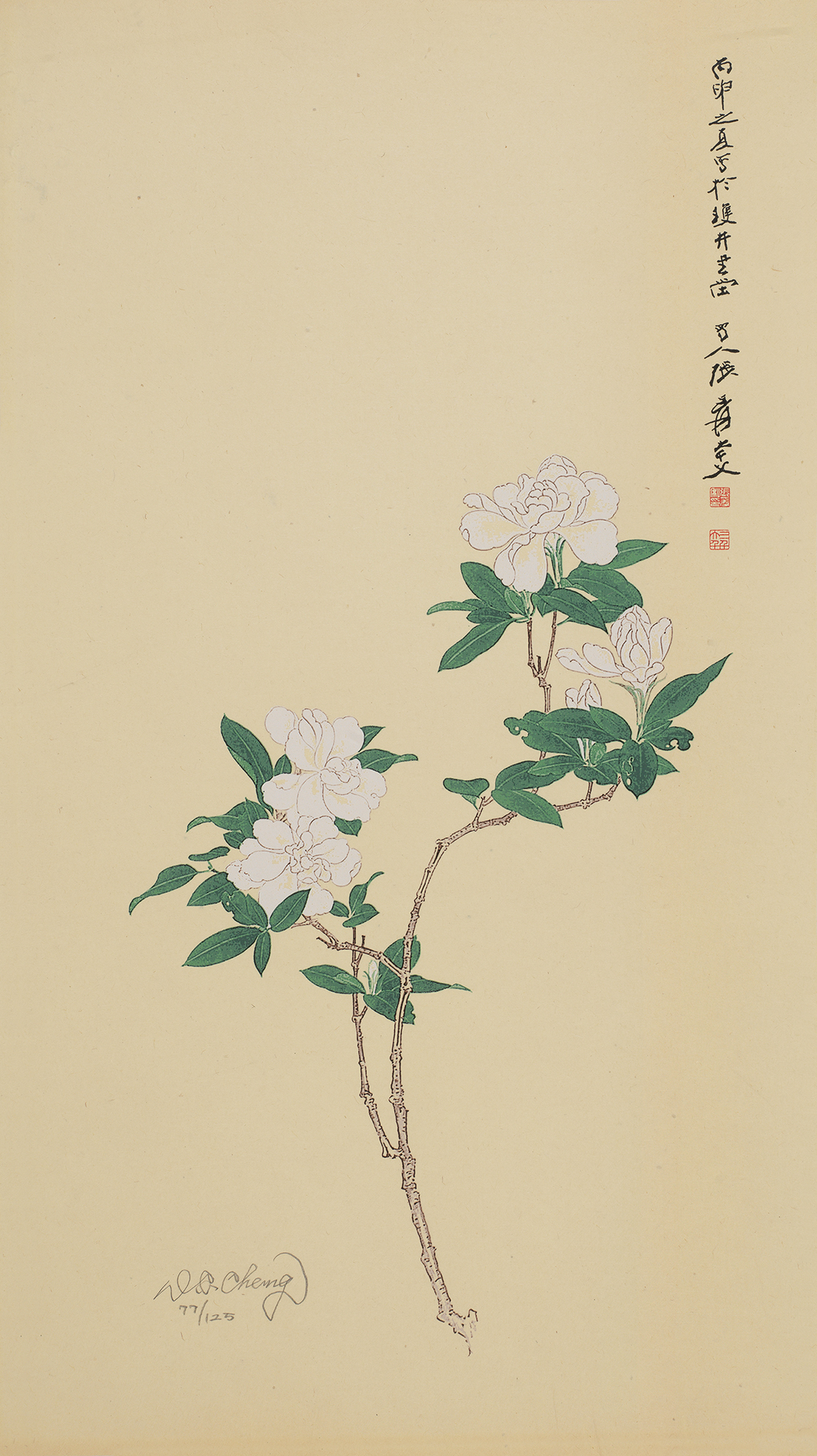 栀子花开77/125