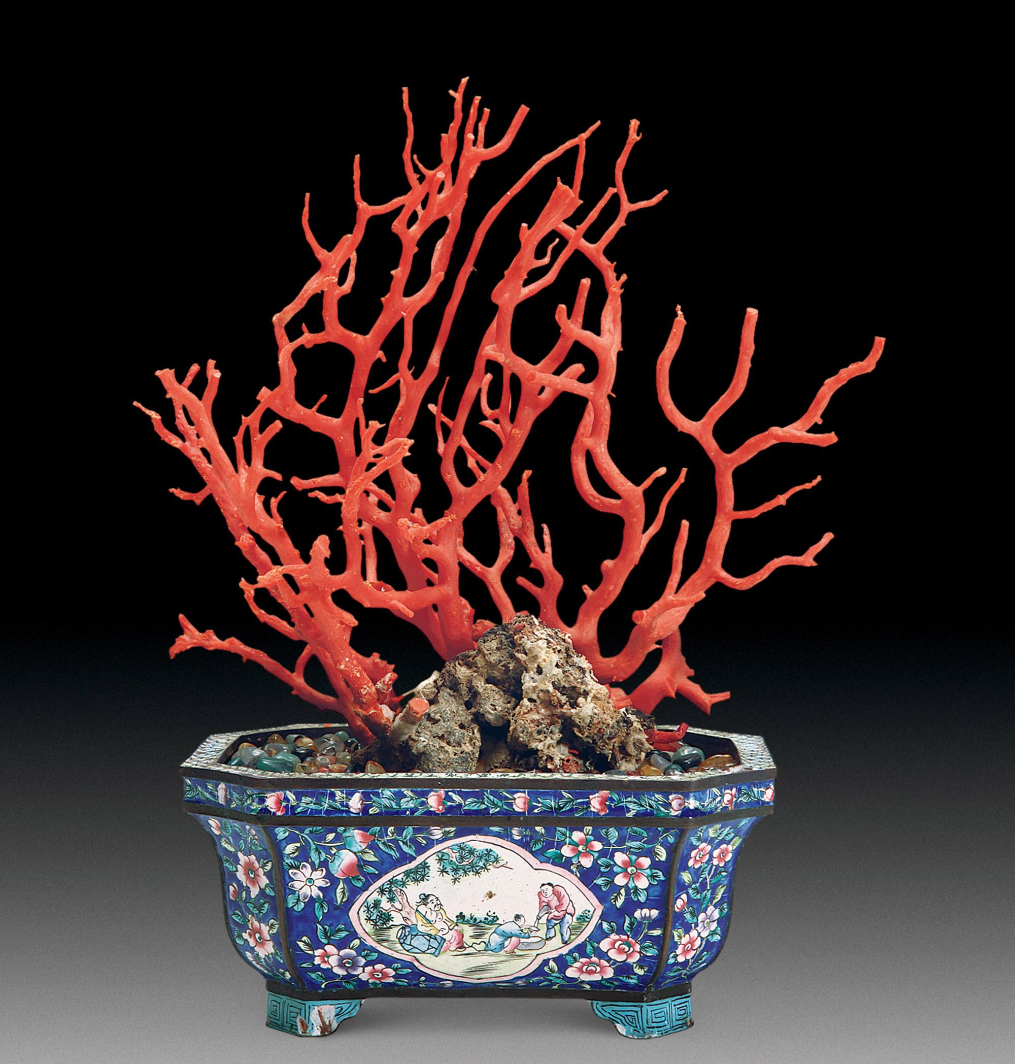 古代珊瑚树图片