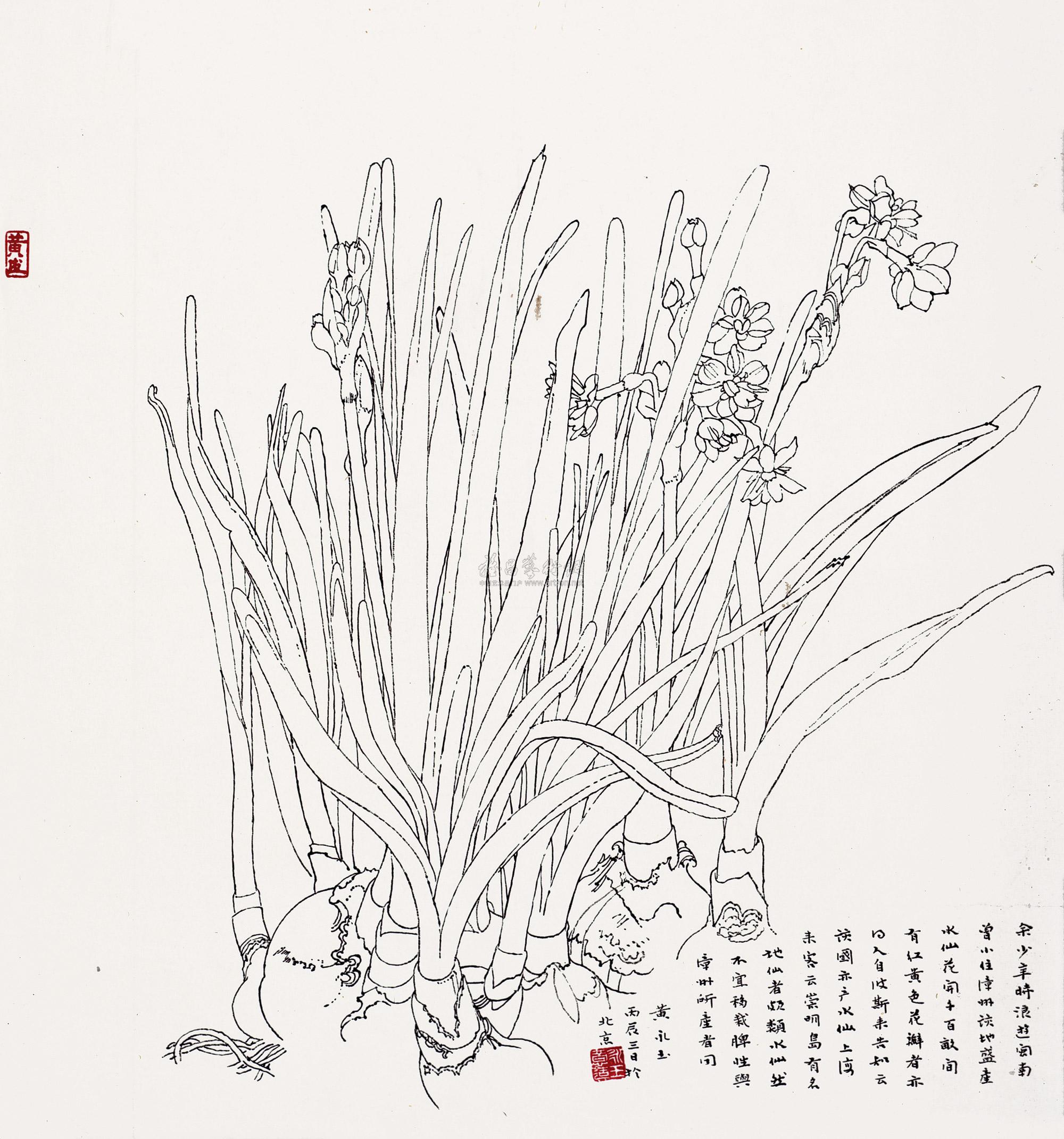 0004 丙辰(1976年)作 白描水仙 镜心 纸本