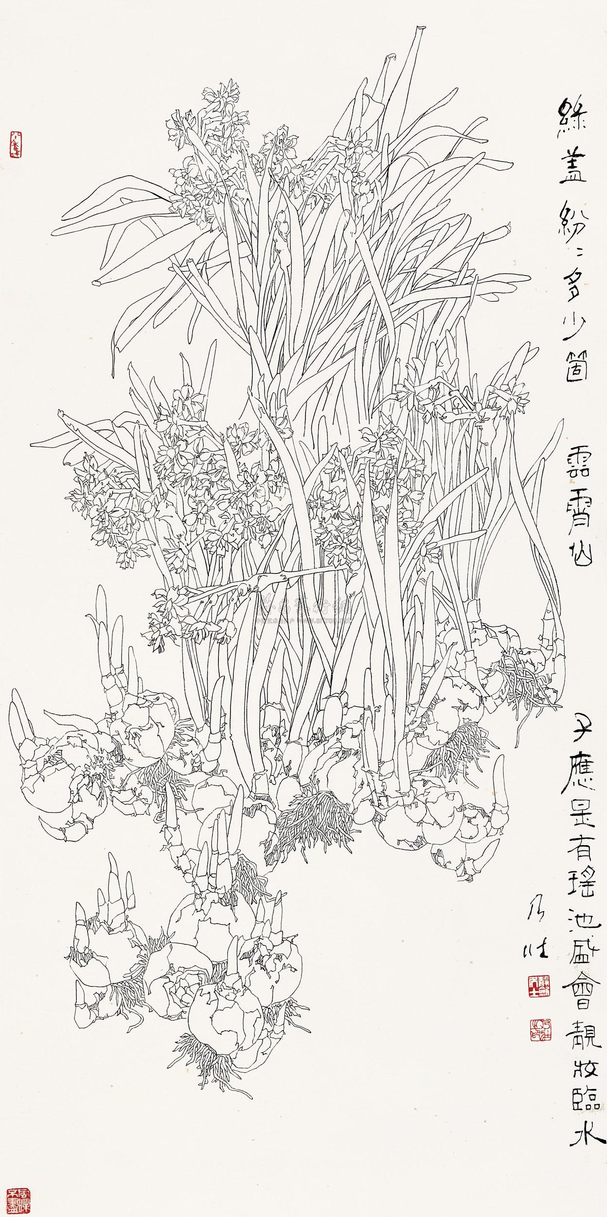 白描水仙花图片大全图片