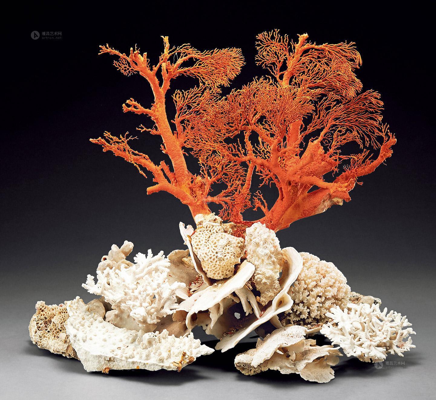 古董珊瑚树图片