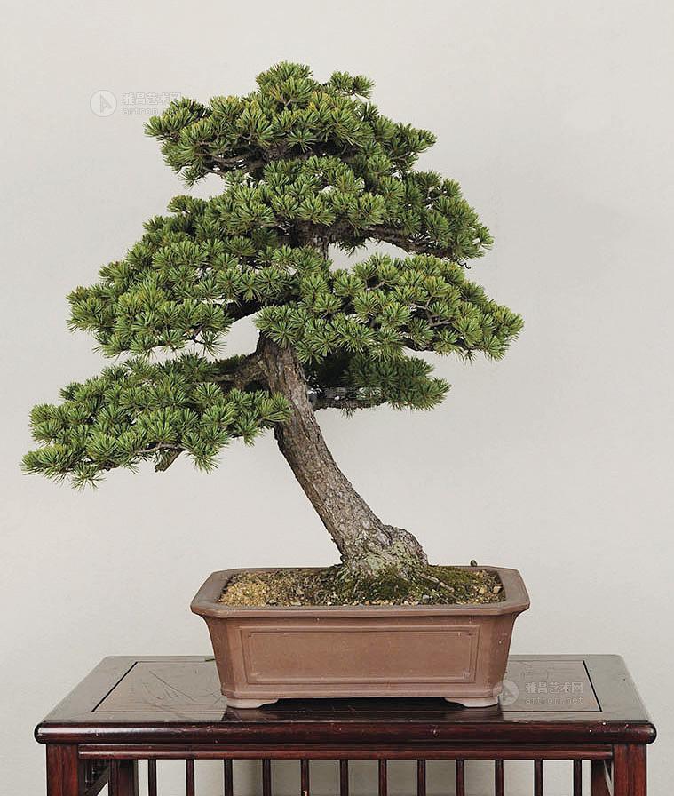 0018 树种/五针松