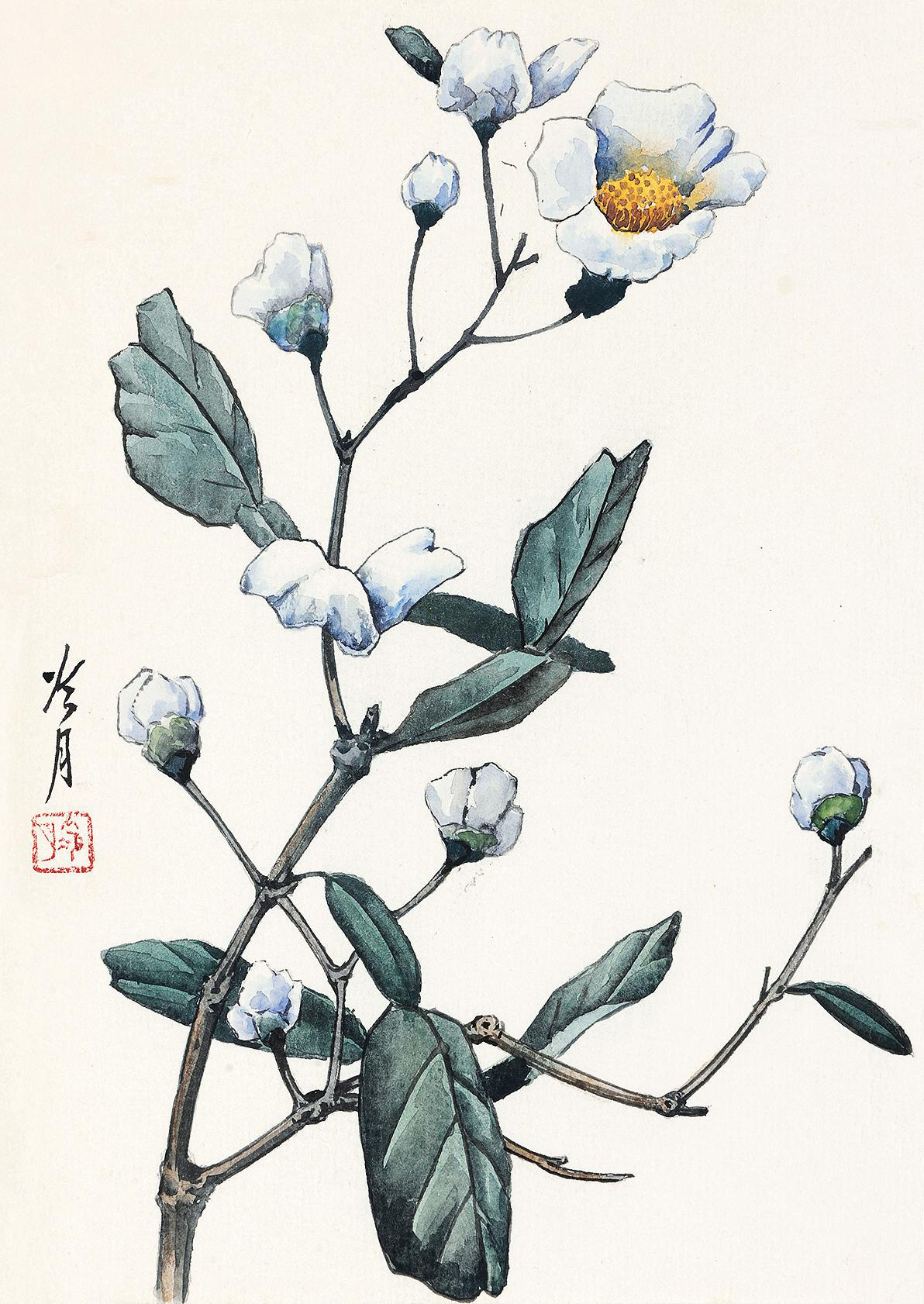 3067 茉莉 水彩纸本