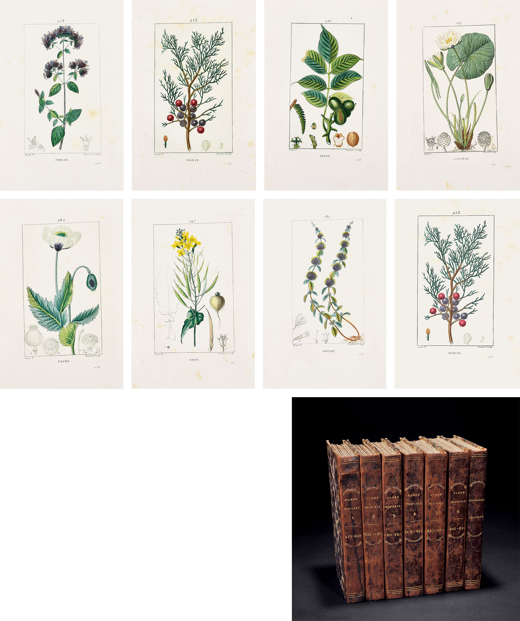 2191科学植物百科全书彩色版画集纸本