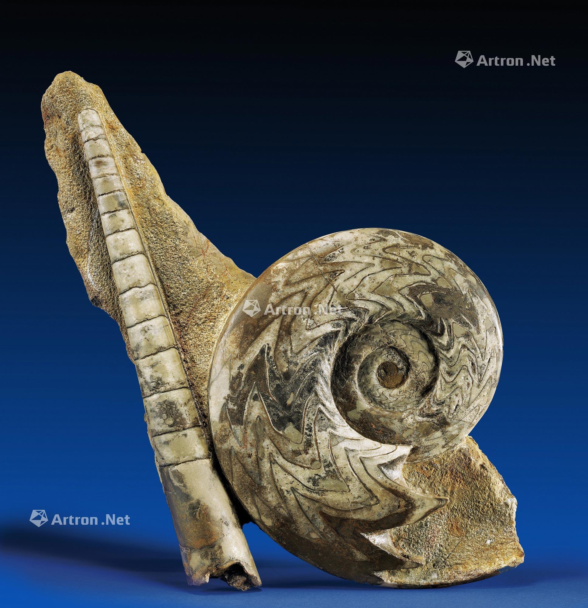 0339 natural ammonite/orthoceras combination