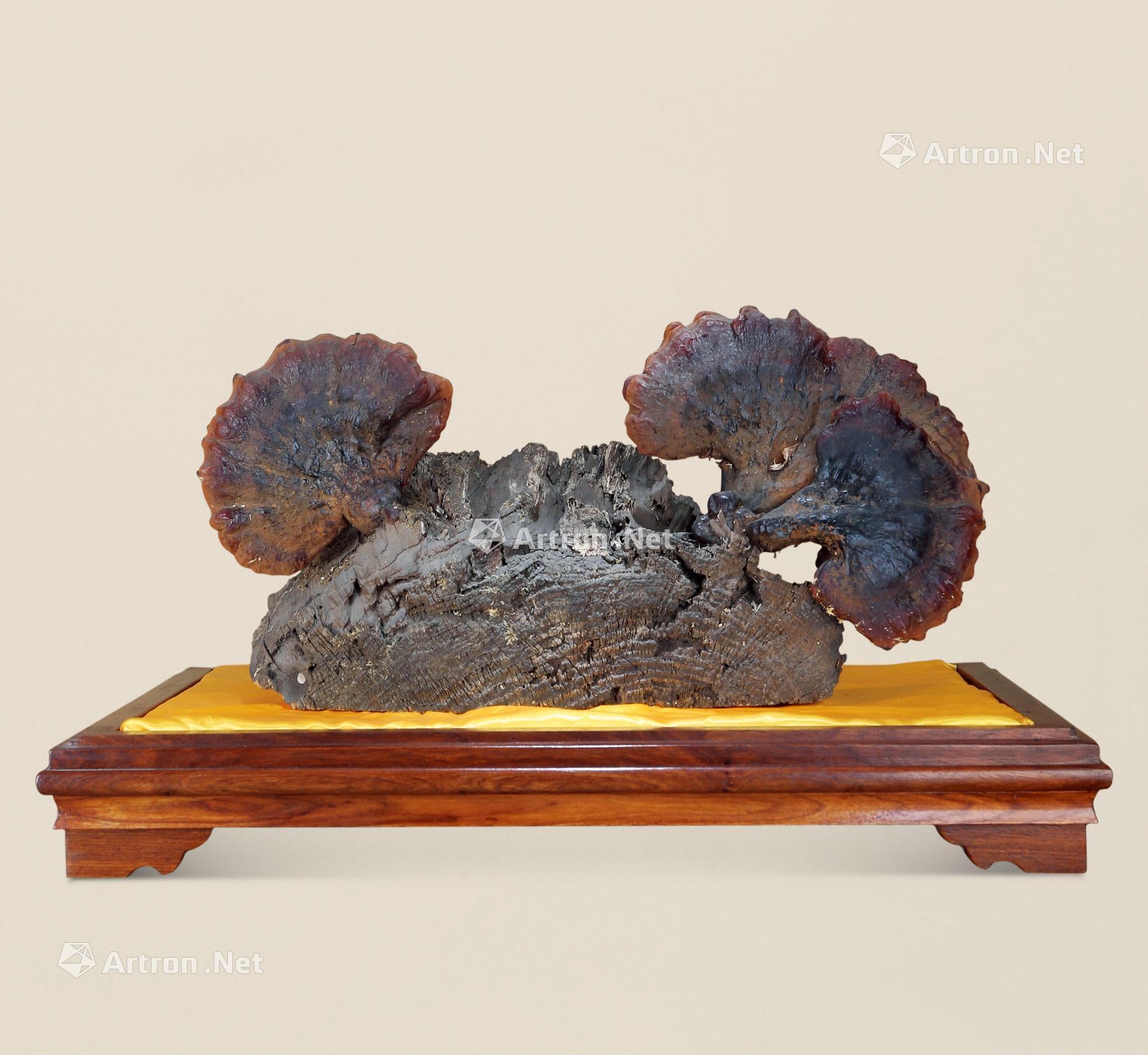 【野生灵芝】拍卖品_图片_价格_鉴赏_工艺品其它_雅昌艺术品拍卖网