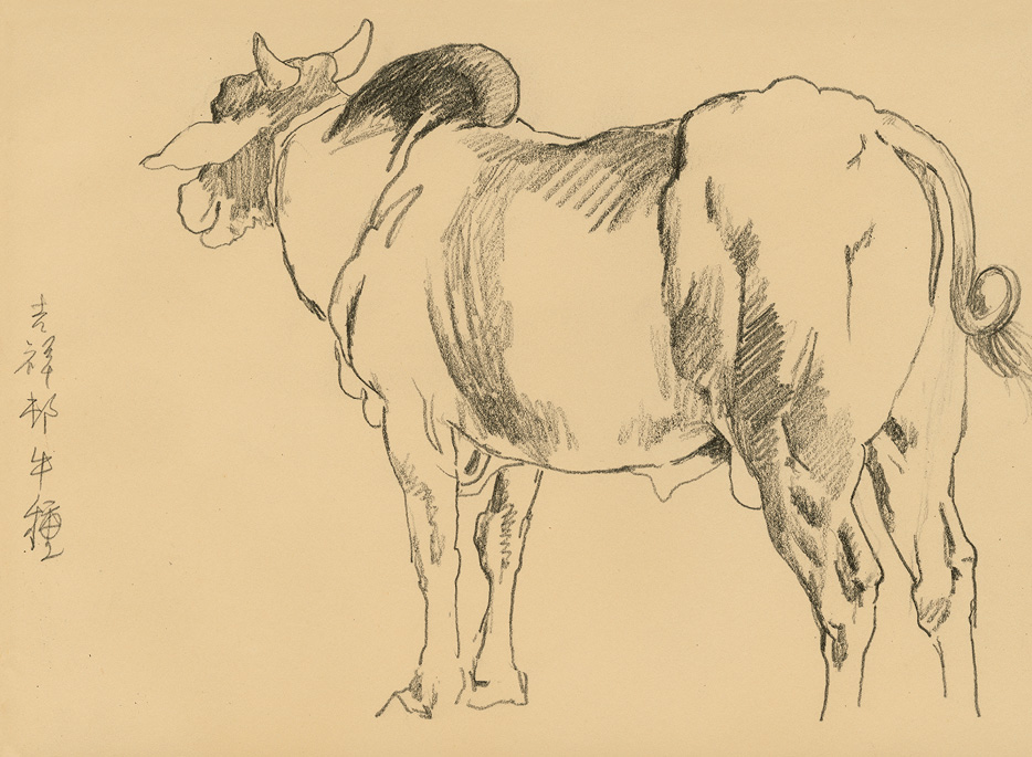 牛的画法大全素描图片