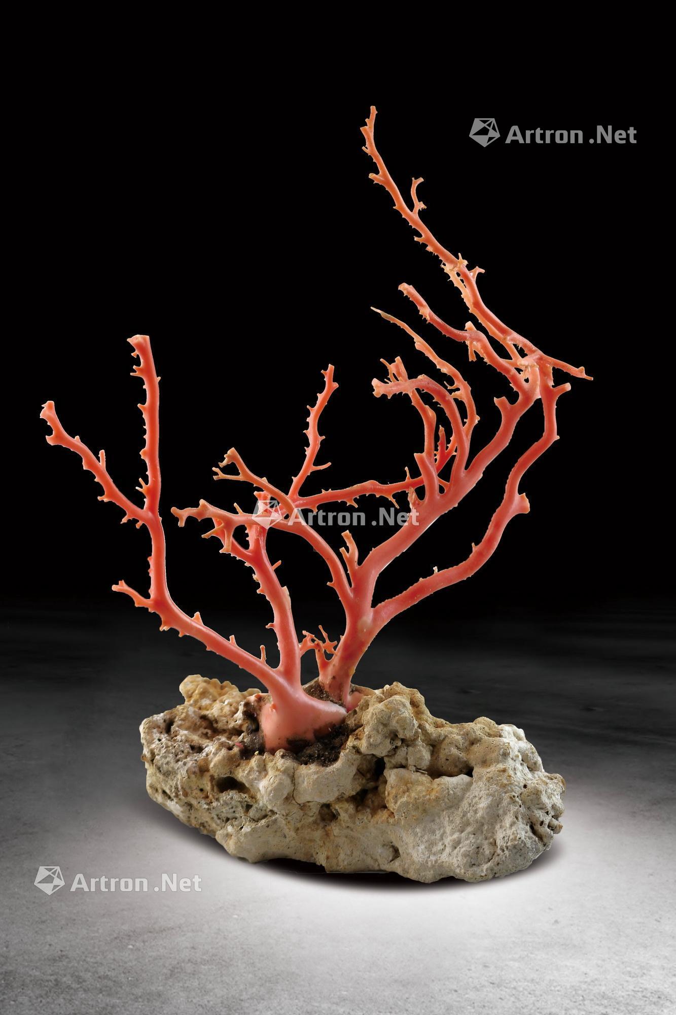 顶级珊瑚树摆件图片
