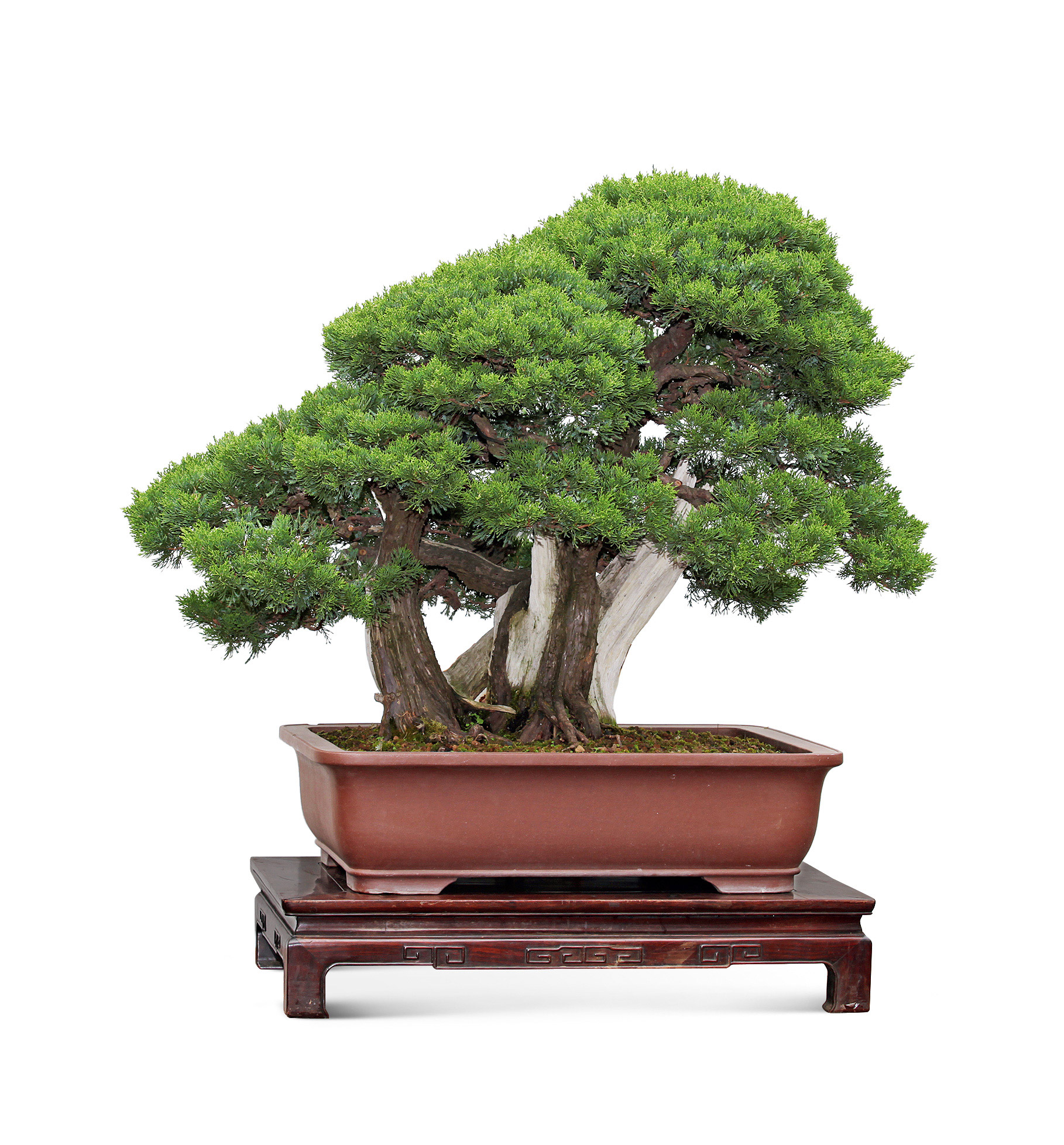 1450 树龄250年 盆龄18年 真柏