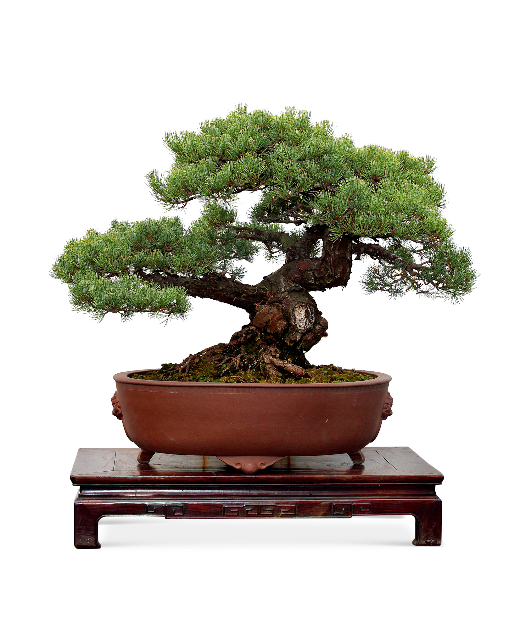 1463树龄120年盆龄50年大板松