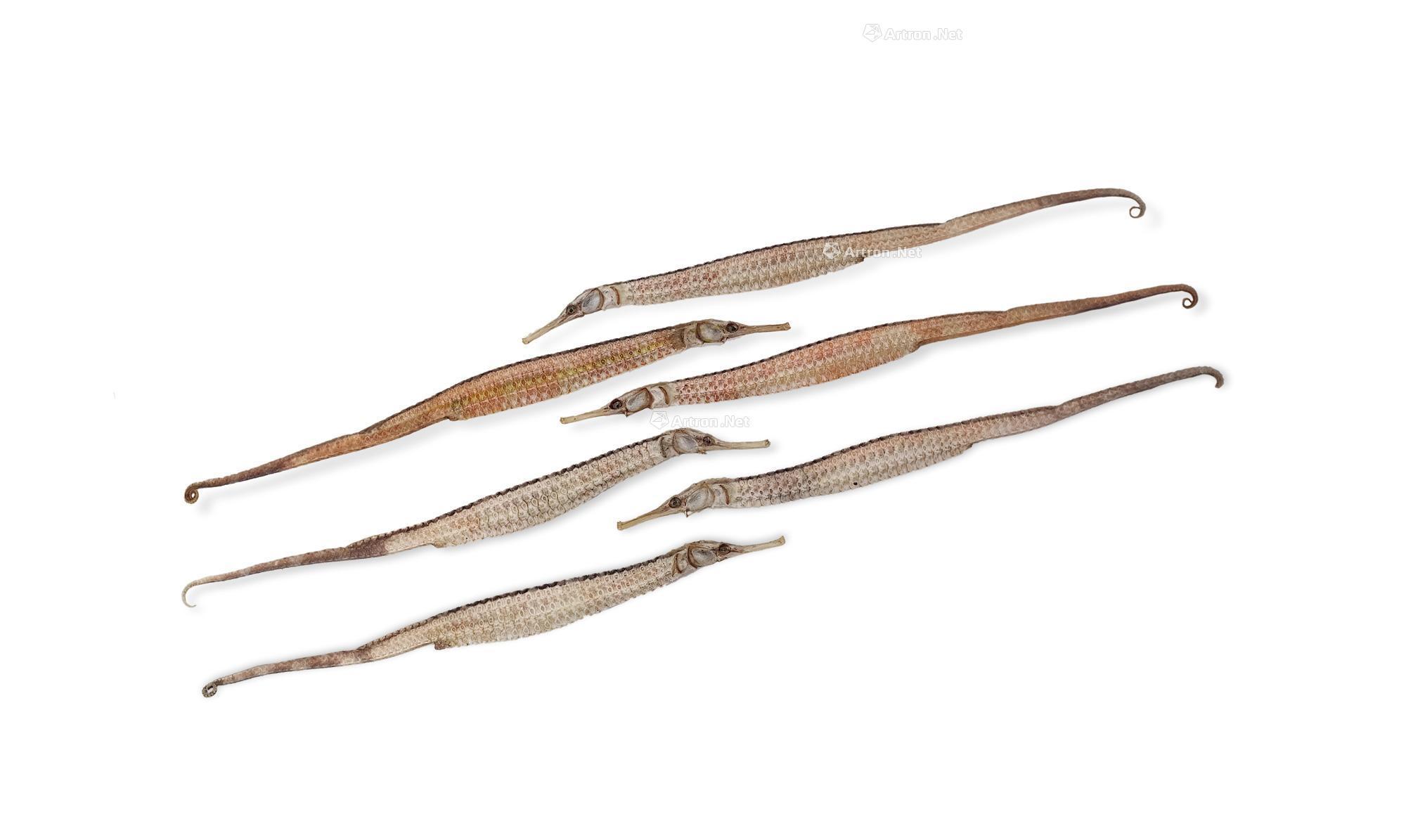 【超级海龙】拍卖品 图片 价格 鉴赏 工艺品其它 雅昌艺术品拍卖网