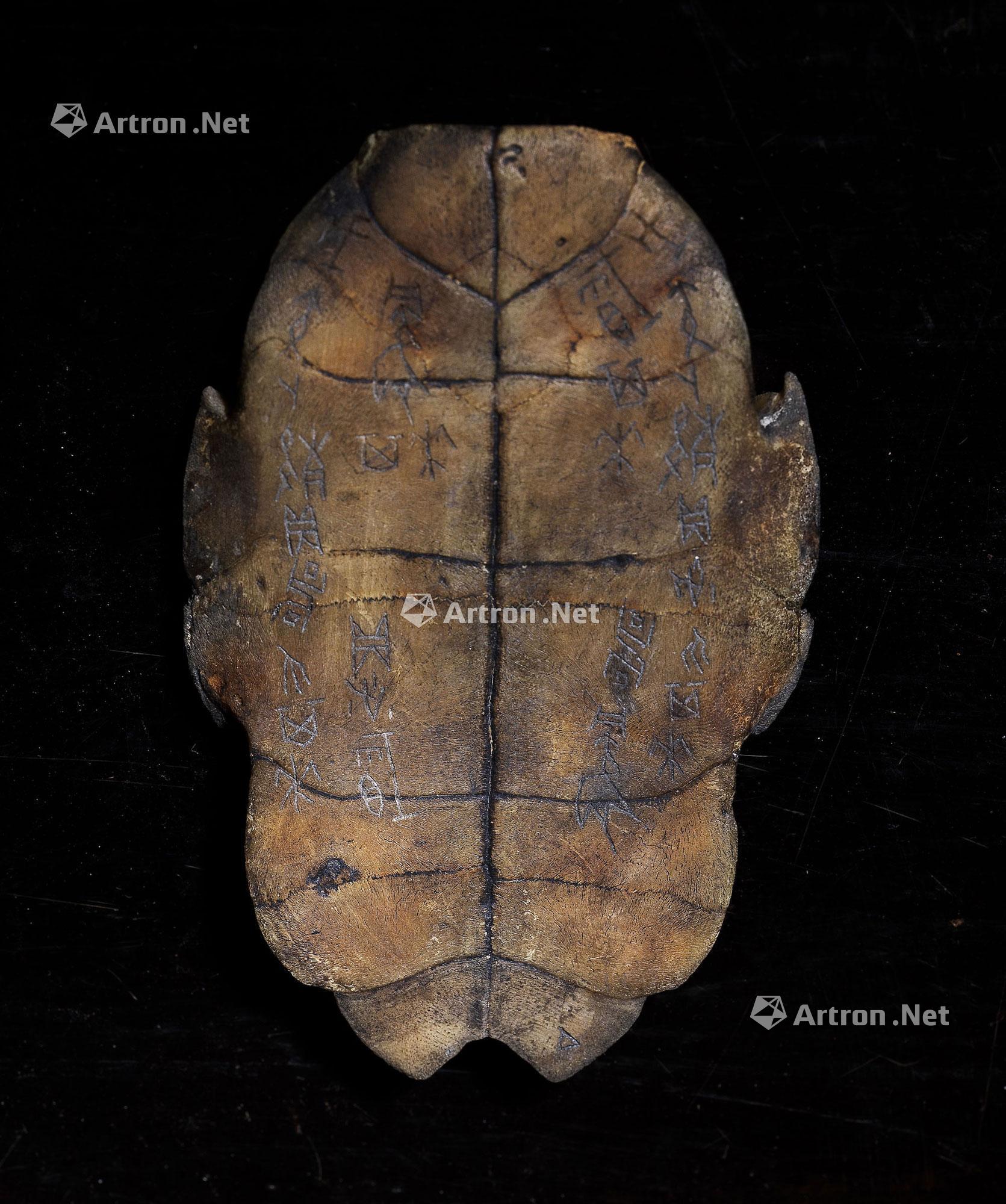 0013 商代 殷墟甲骨文龟甲